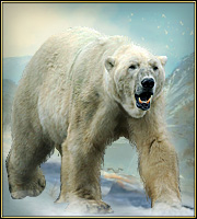 White bear (1).jpg